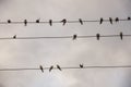 The swallows birds are sitting on the electric wires on the background with bright blue sky