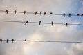 The swallows birds are sitting on the electric wires on the background with bright blue sky