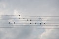 The swallows birds are sitting on the electric wires on the background with bright blue sky