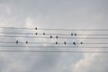 The swallows birds are sitting on the electric wires on the background with bright blue sky