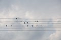 The swallows birds are sitting on the electric wires on the background with bright blue sky