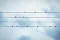 Swallows on a cable. looks like music notes Royalty Free Stock Photo