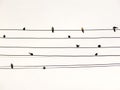 Swallows in electric wire likes musical score or guitar cords Royalty Free Stock Photo