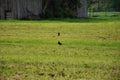swallows on the field Royalty Free Stock Photo