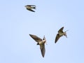 Swallows fly high in the sky widely spread its wings Royalty Free Stock Photo