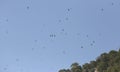 Swallows flying over blue sky during summer season in mallorca