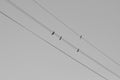 Swallows on high voltage lines