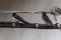 Swallows on the high voltage wires in an urban glimpse