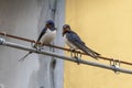 Swallows on the high voltage wires in an urban glimpse