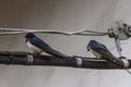 Swallows on the high voltage wires in an urban glimpse