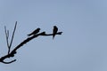 Swallows Hirundinidae silhouette