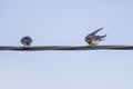 Swallows hirundinidae, on a wire