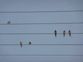 Swallows laid on electrical connection cables
