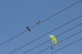 Two swallows perched on an electricity cable with the blue sky and a flying defocused yellow paraglider at the background