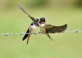 Swallows, Scientific name: Hirundinidae