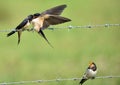 Swallows, Scientific name: Hirundinidae