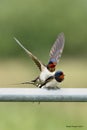 Swallows, Scientific name: Hirundinidae