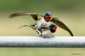 Swallows, Scientific name: Hirundinidae