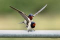 Swallows, Scientific name: Hirundinidae