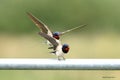 Swallows, Scientific name: Hirundinidae