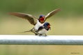 Swallows, Scientific name: Hirundinidae