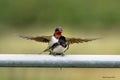 Swallows, Scientific name: Hirundinidae