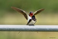 Swallows, Scientific name: Hirundinidae