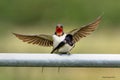 Swallows, Scientific name: Hirundinidae