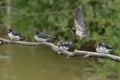 Swallows, Scientific name: Hirundinidae