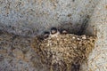 A swallows` nest