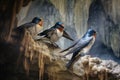 swallows perched on cave entrance rocks