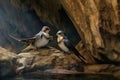 swallows perched on cave entrance rocks