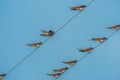 Swallows perched on a wire Royalty Free Stock Photo