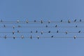 Swallows on Power Lines