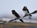 Swallows resting Royalty Free Stock Photo