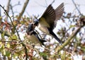 Swallows, Scientific name: Hirundinidae