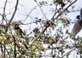 Swallows, Scientific name: Hirundinidae