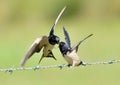 Swallows, Scientific name: Hirundinidae