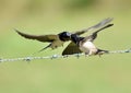 Swallows, Scientific name: Hirundinidae