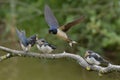 Swallows, Scientific name: Hirundinidae