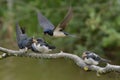 Swallows, Scientific name: Hirundinidae