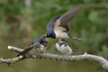 Swallows, Scientific name: Hirundinidae