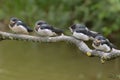 Swallows, Scientific name: Hirundinidae