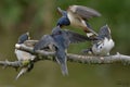 Swallows, Scientific name: Hirundinidae