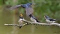 Swallows, Scientific name: Hirundinidae