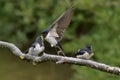 Swallows, Scientific name: Hirundinidae