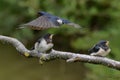 Swallows, Scientific name: Hirundinidae