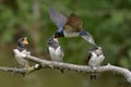 Swallows, Scientific name: Hirundinidae