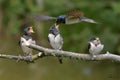 Swallows, Scientific name: Hirundinidae