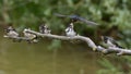 Swallows, Scientific name: Hirundinidae